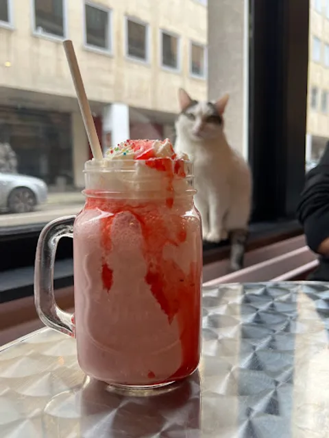 CatCafé Antwerp — kattencafé & adoptiecafé