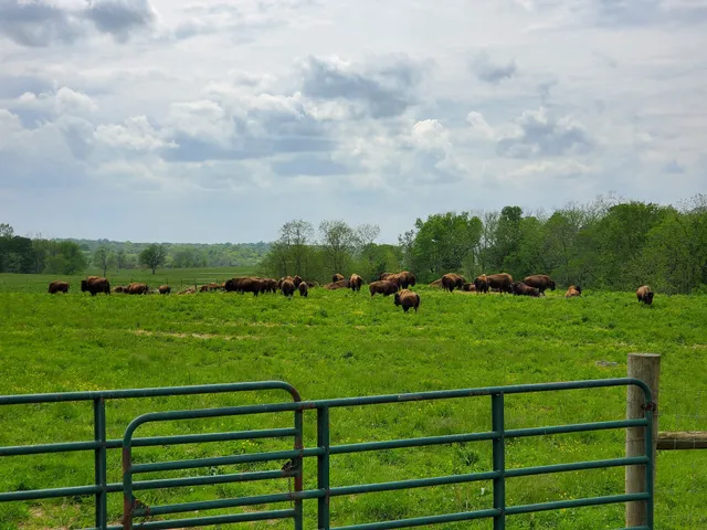 Woodland Farm/KY Bison