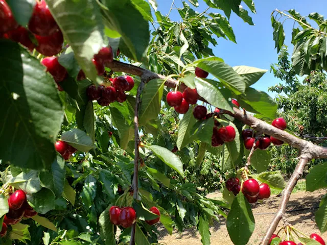 Freitas Cherry Ranch