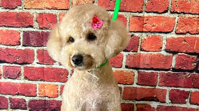 Shag to Swag Grooming and Boarding