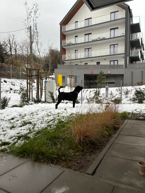 Apartament Lis i Las