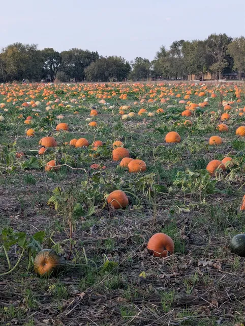 Walters' Pumpkin Patch