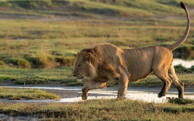 Rolux Safaris & Trekking