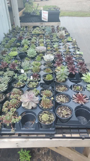 Ridgeview Greenhouses - mom’s favorite