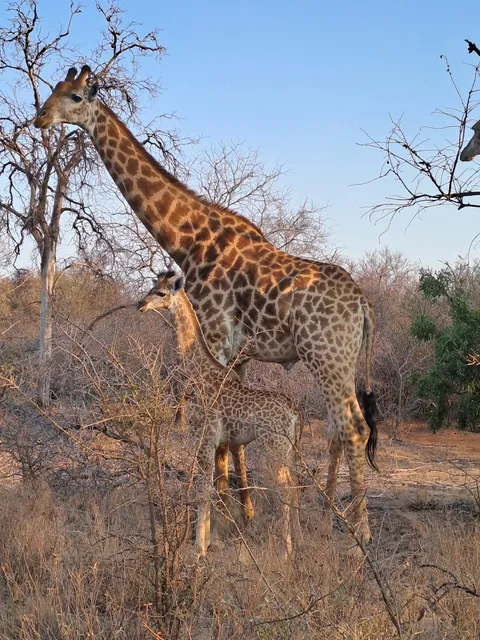 Hoedspruit Wildlife Estate