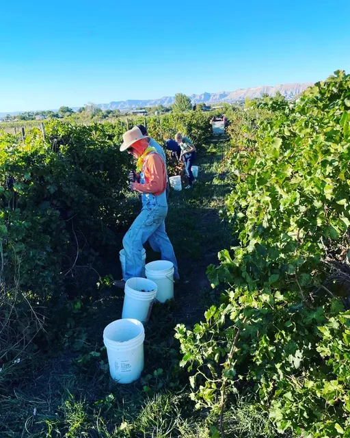 Mafia Princess Wines