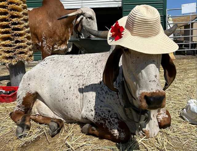 Sri Krishna Balaram Goshala (Cow sanctuary)