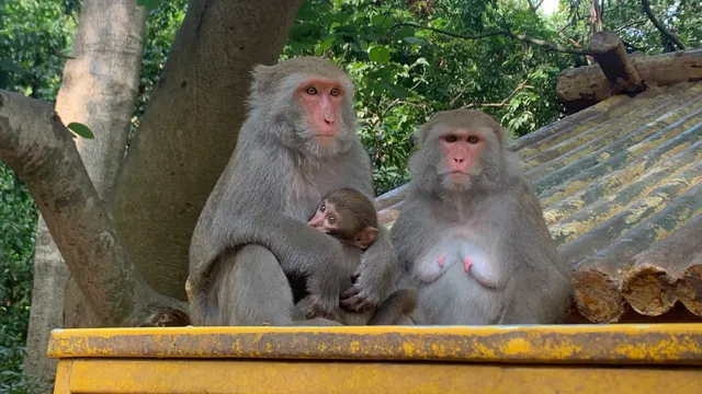 Shou Shan Hiking Area - South Entrance
