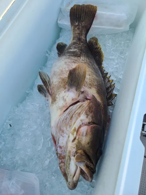 Ueshima Fishing Tackle Shop