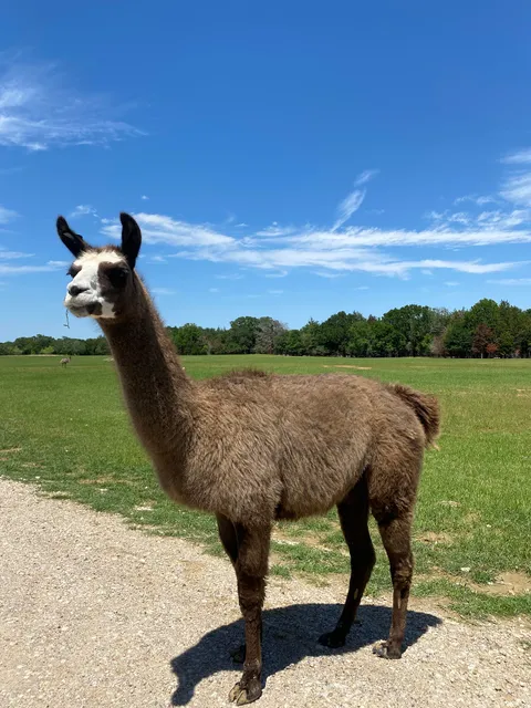 Zoofari, Kaufman Texas