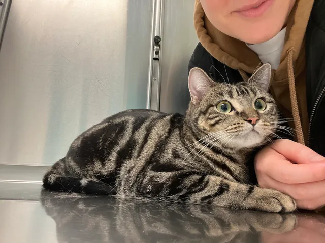 Animal Paradise Hospital