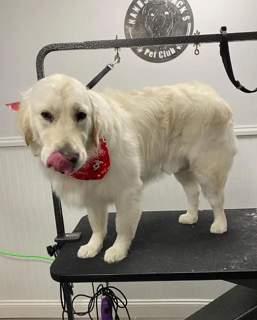 Handsome Jacks Pet Club