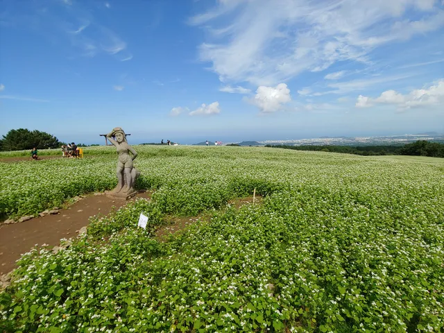 Ora-Dong Green Barley - Buckwheat Field