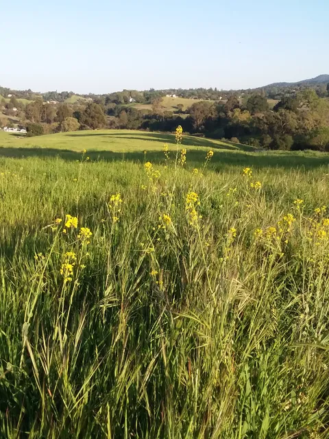 Arastradero Preserve Vista Point
