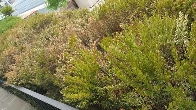 Pueblo Medical Imaging