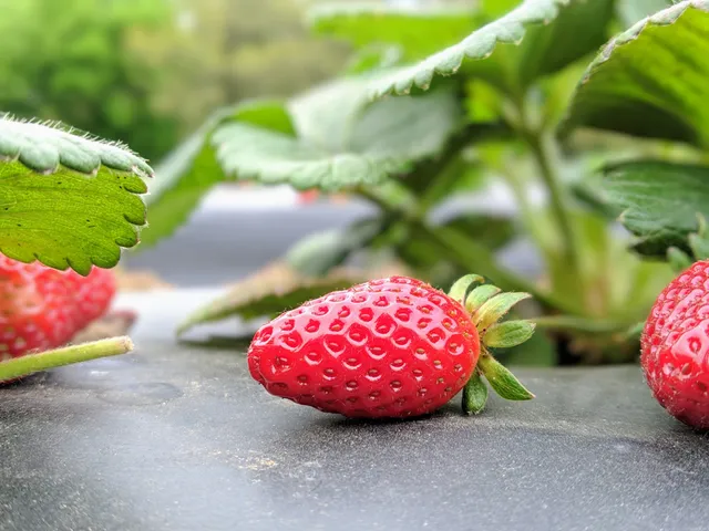 Five Cousins Strawberry Patch