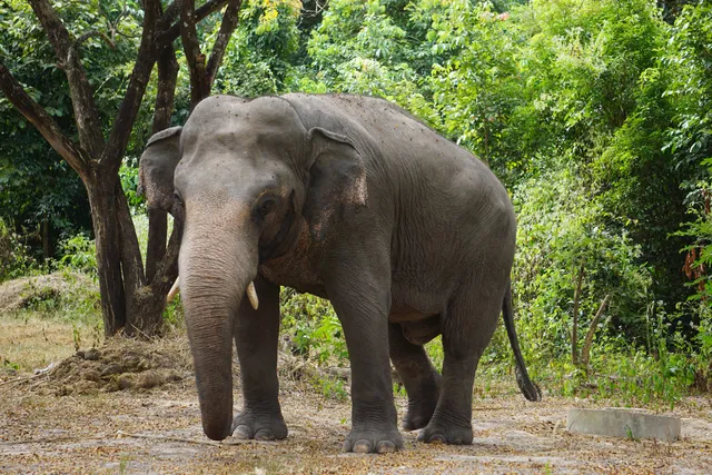 Cambodia Wildlife Sanctuary