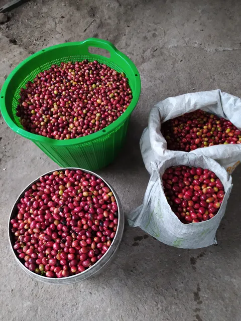 Resam coffee gayo ( farm and processing )