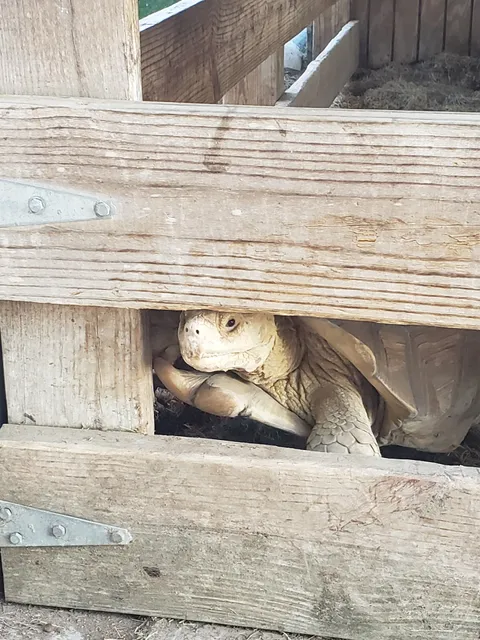 Morgan City Petting Zoo