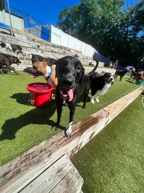 Best Friends Fur Ever