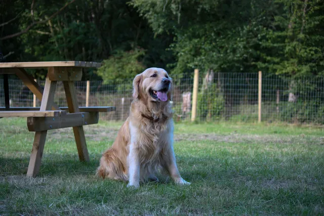 Cwmblacks Playful Paws