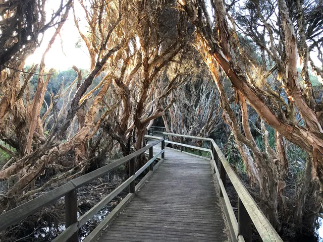 Big Swamp Parkland Paperbark Walk