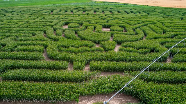 Wild Adventure Corn Maze