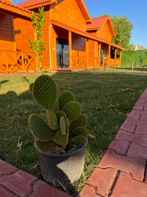 Lemon Garden Bungalow