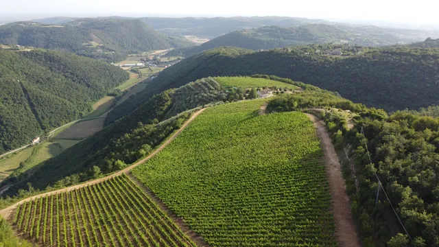 Cantina Del Rèbene - Vino, Olio extravergine e ospitalità
