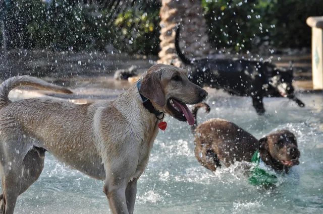 Simmons Veterinary Hospital: Aberwald Dawn M DVM