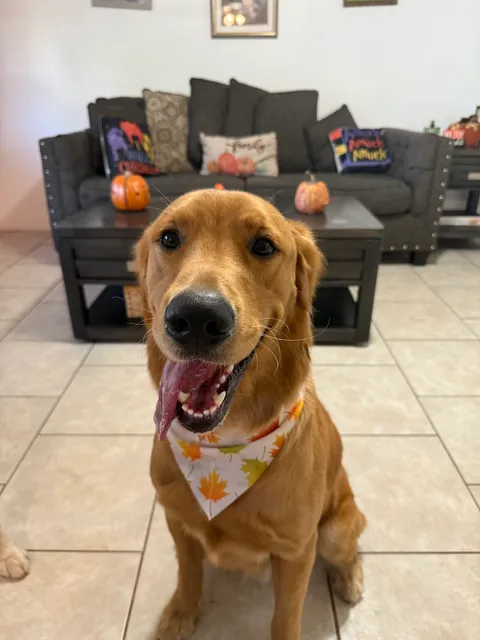 Woof Gang Bakery & Grooming Belleair Bluffs