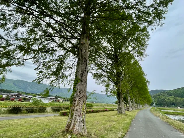 Chinaigawa no Namiki Avenue