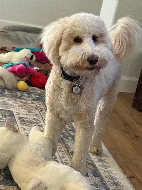 Woof Gang Bakery & Grooming Lincoln Hills