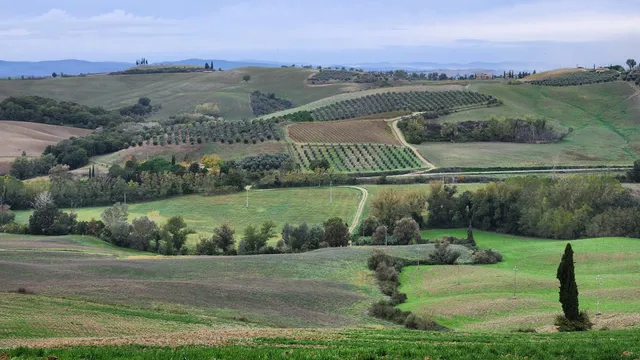 Mascagni Organic Farm - Organic olive oil in Val d'Orcia