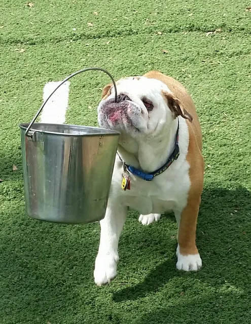 Love Your Dog Daycare