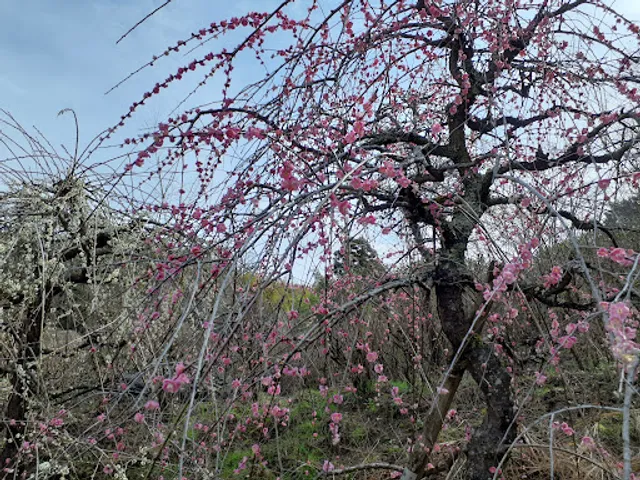ワイズクラブ近つ飛鳥博物館店