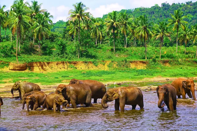 Elephant Bathing Site