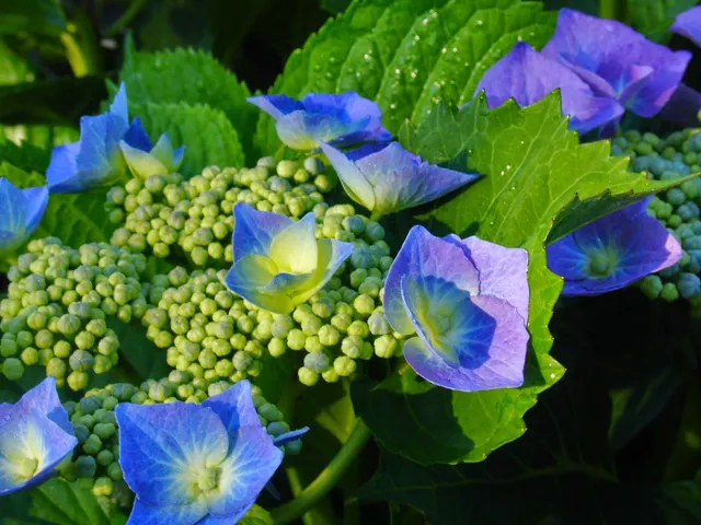 Surfing Hydrangea Nursery