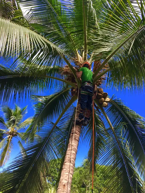 Serenitree Palm and Tree Services