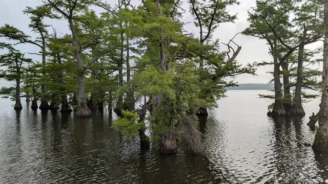Reelfoot Lake State Park