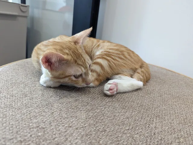 Meownistry of Meow | Cat-friendly co-working