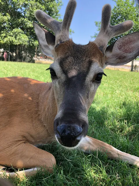 Dale Elliott Deer Park