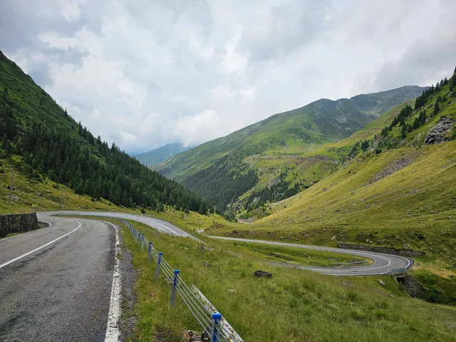 Magarusii prietenosi de pe Transfagarasan