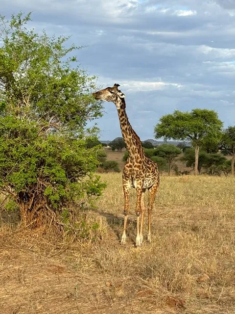 Kimgoni Tanzania Safaris