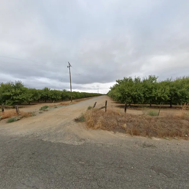 Almond Orchard