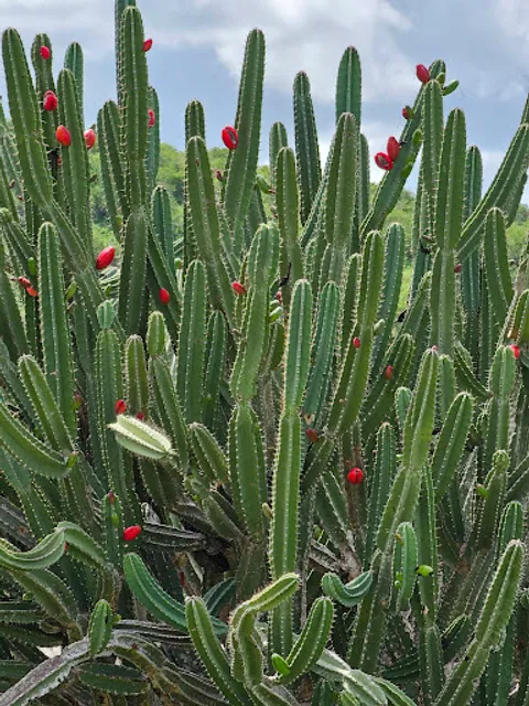 Restaurante Flor De Cactus