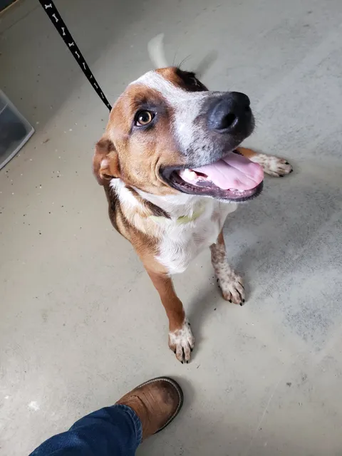 Benton County Animal Shelter