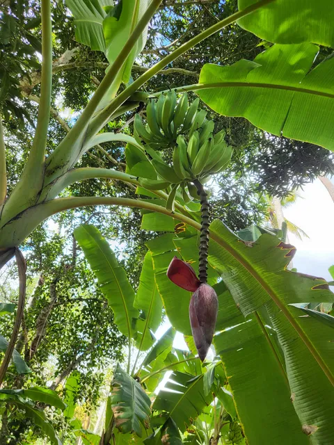Village Green spice farm zanzibar
