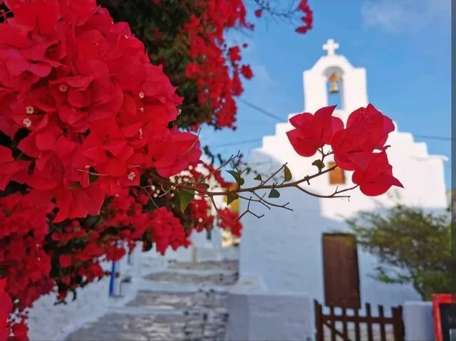 The "House of Bougainvillea"