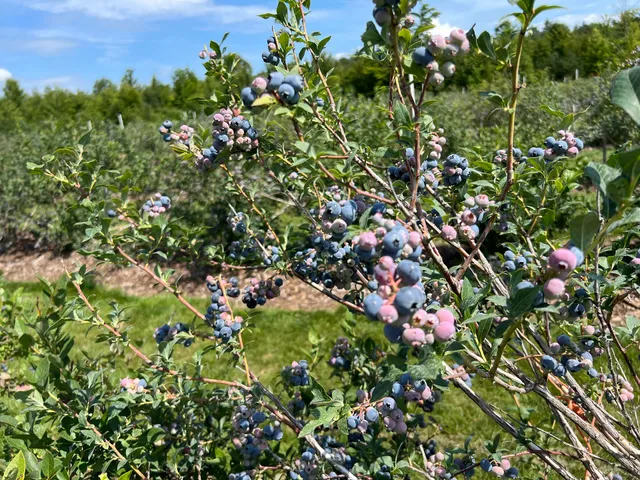 Up North Blueberry Farm